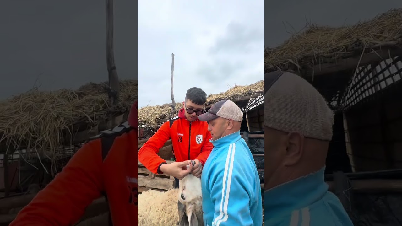 أجي تشوفوا كفاش كنداويو الخرفان  أشنو كنعلفوهم🐏❤️✅