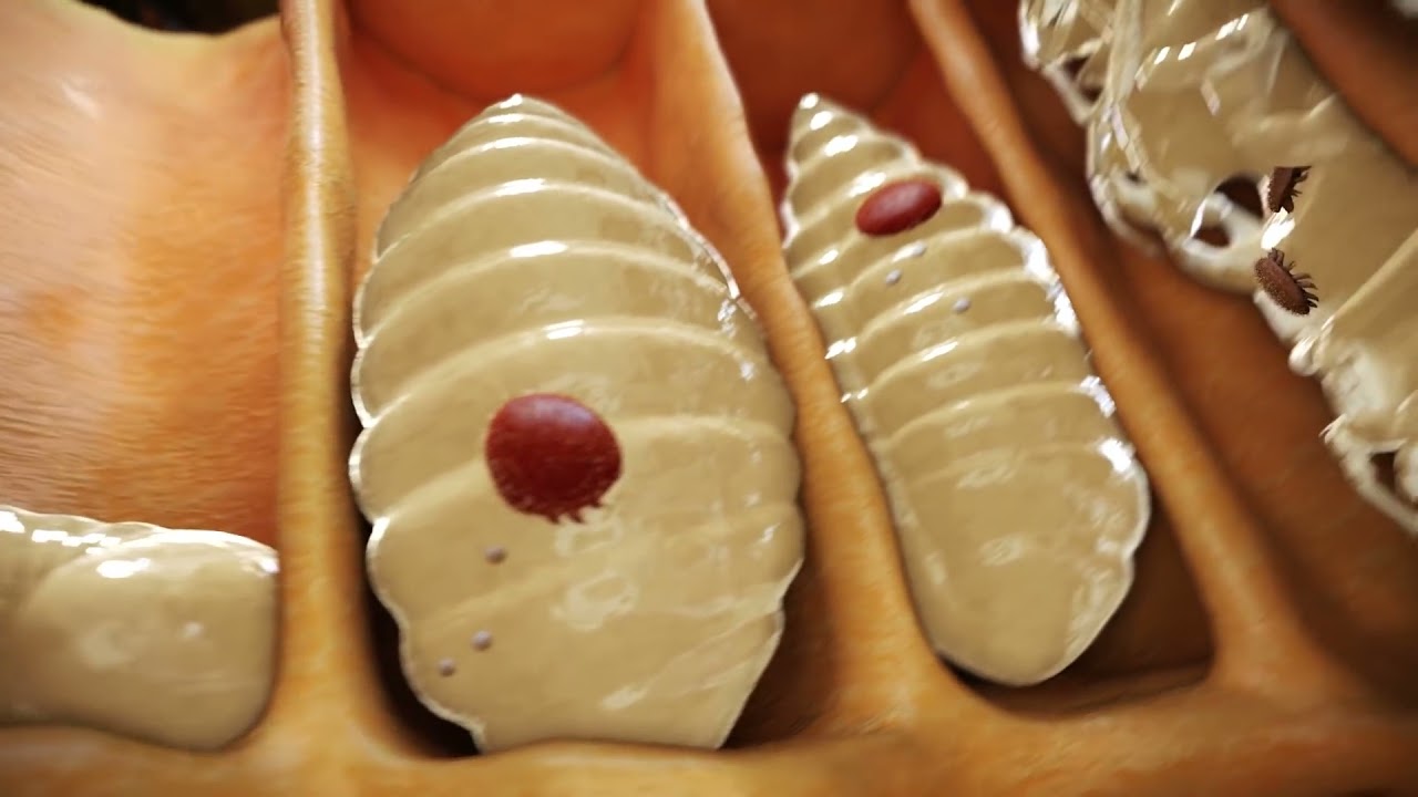 Vječna borba protiv Varoe - The eternal struggle against Varroa mites