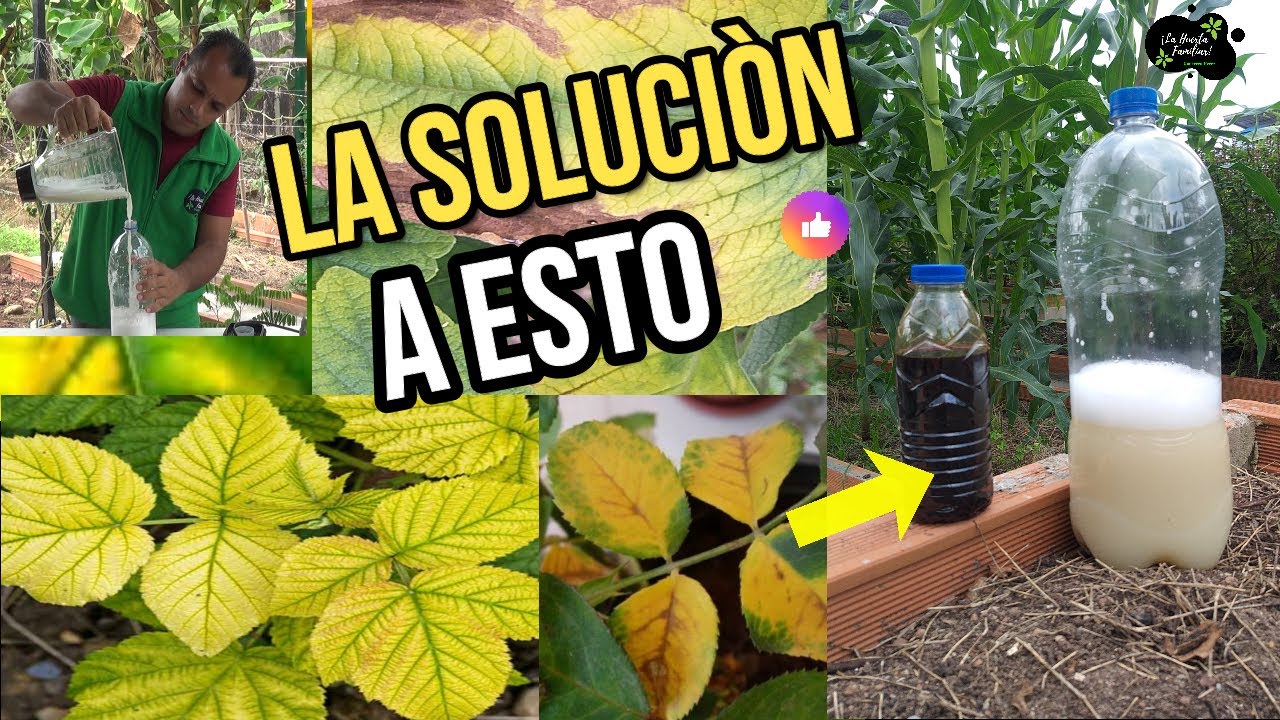 PORQUE se ponen AMARILLAS las HOJAS de las plantas. Como Solucionar remedio CASERO  FACIL GRATIS.