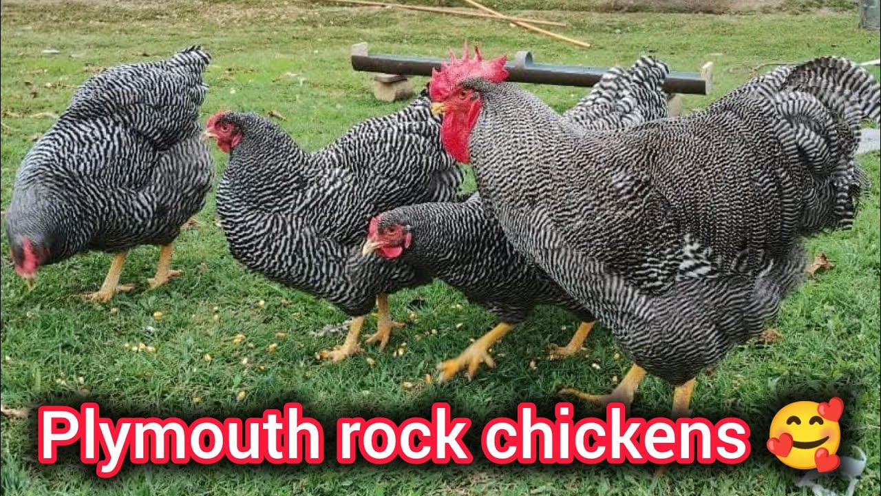 Plymouth rock chickens || Plymouth rock history in Hindi || Plymouth rock chickens in Pakistan