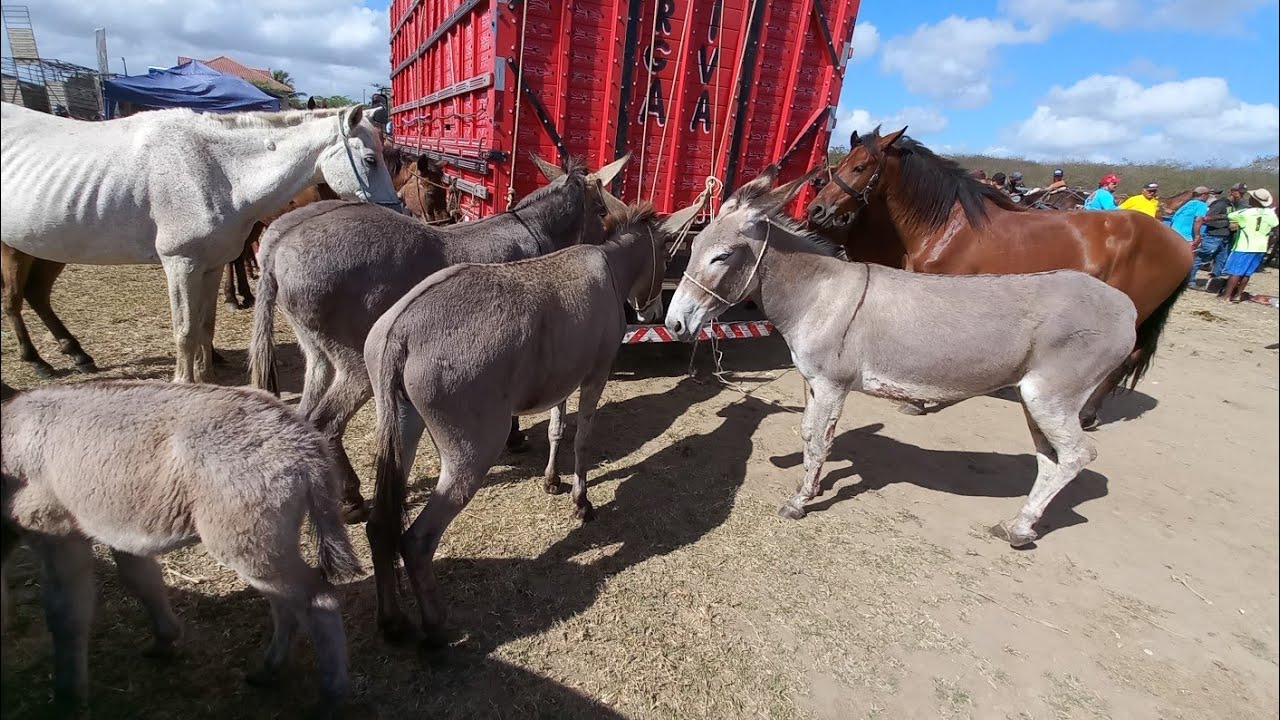 FEIRA DO CAVALO E JUMENTO DE CAMPINA GRANDE-PB 22/10/2025