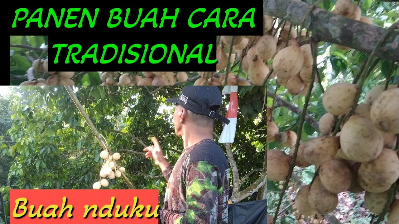 CARA TRADISIONAL PANEN BUAH DUKU..ketika buah di ujung ranggas sebaiknya waspada