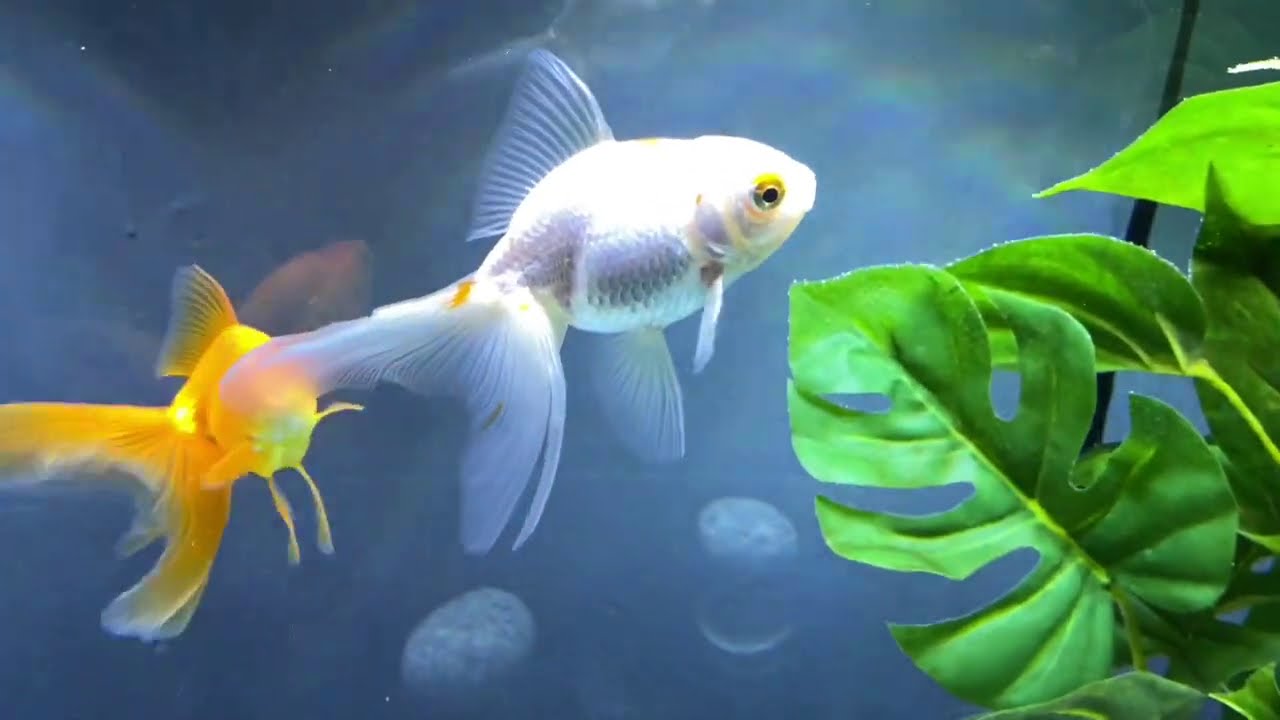 For Love of Fantails | Calico Fantail Color Change
