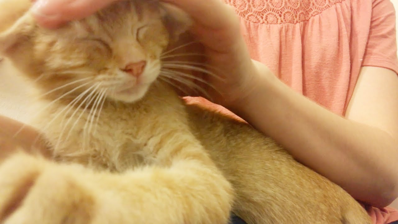 Lap Kitten Gets a Massage