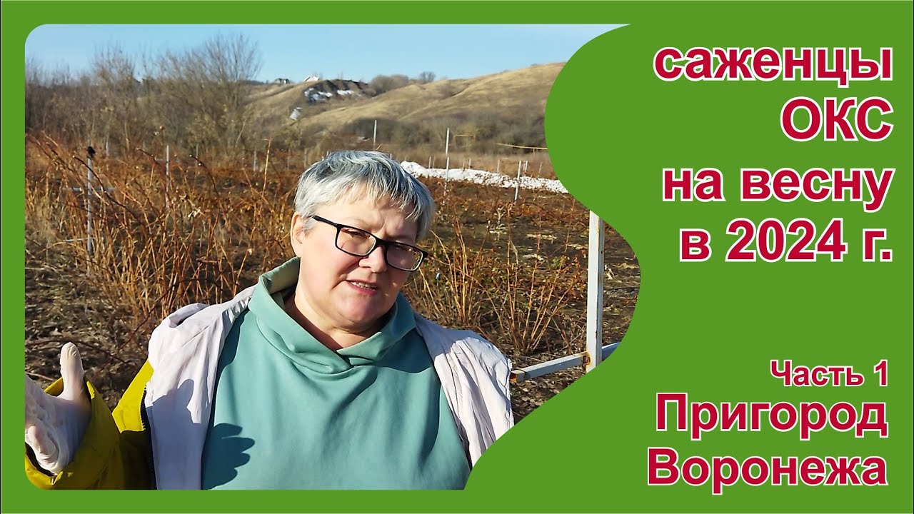 Саженцы малины и ежевики на раннюю весну 2024. Часть 1. Пригород Воронежа.
