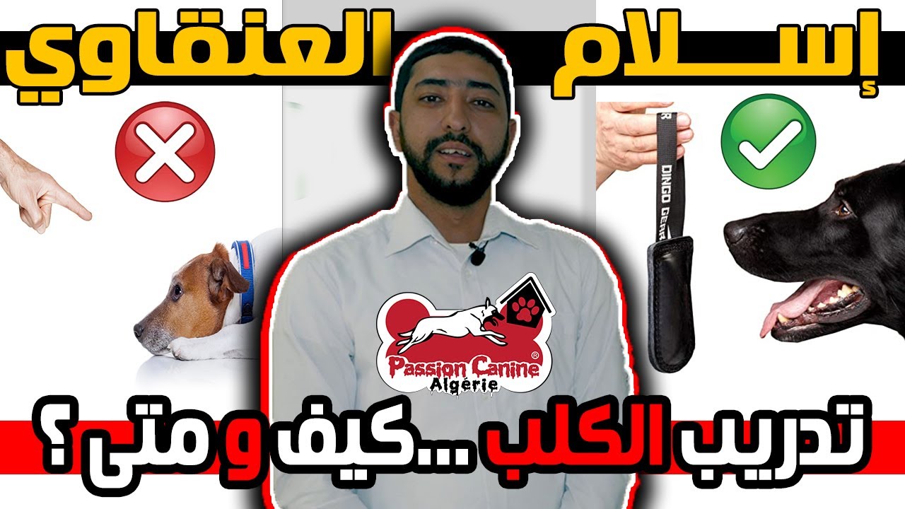 هدية لمتابعي #passion_canine_algerie     إسلام_العنقاوي .. تدريب الكلب كيف و متى ؟#