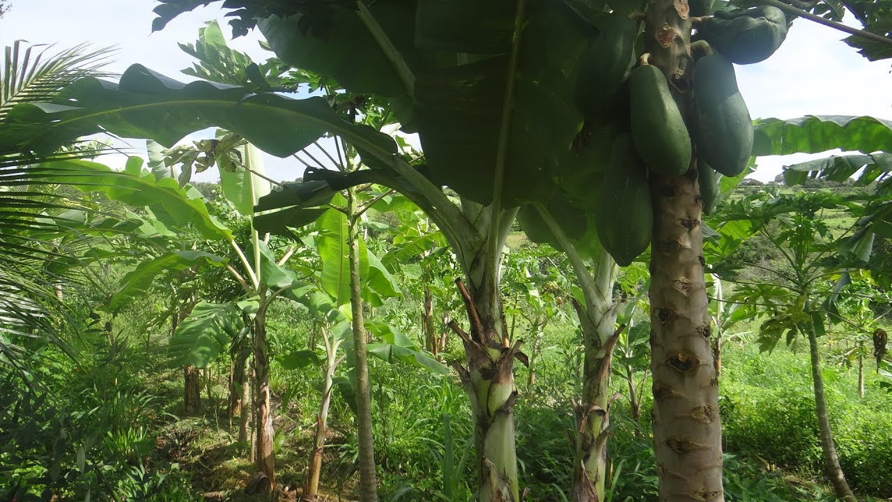 Linhas de Árvores no Sistema Agroflorestal!