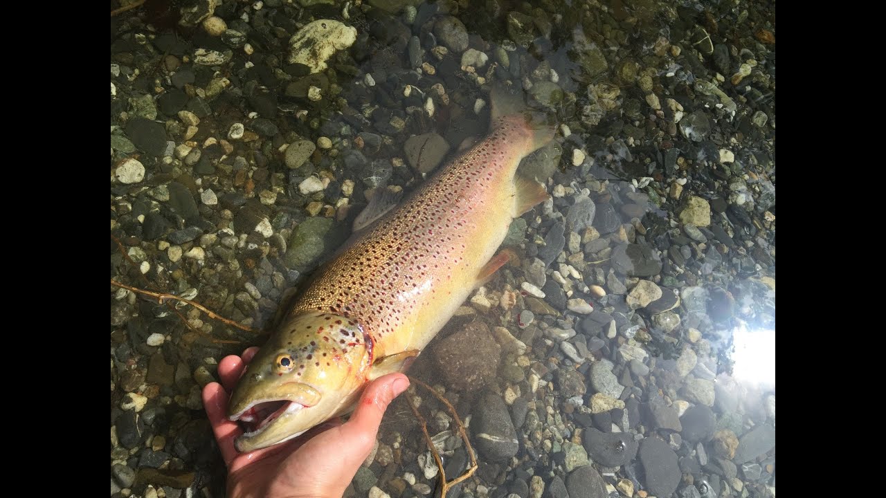pêche de grosse truites dans la reserve d ormea MAI 2016