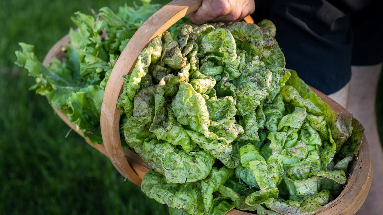How to Clean and Store Lettuce