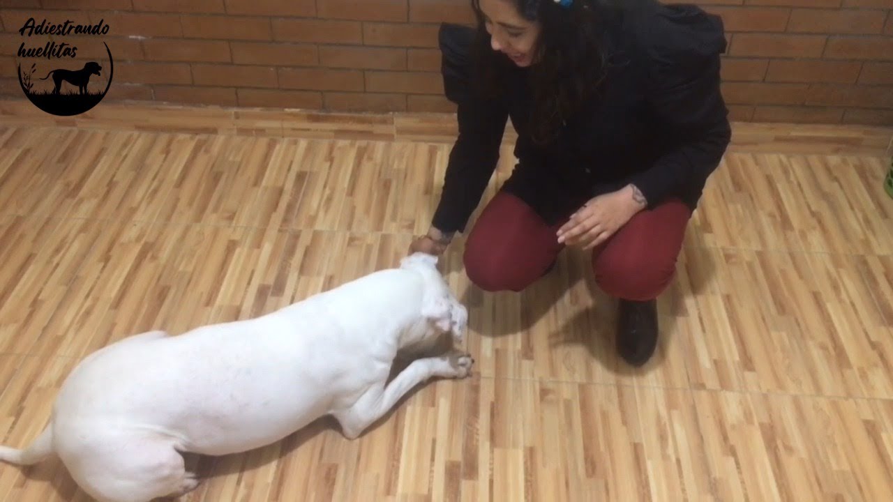 Como enseñar a mi perro el comando abajo o echado