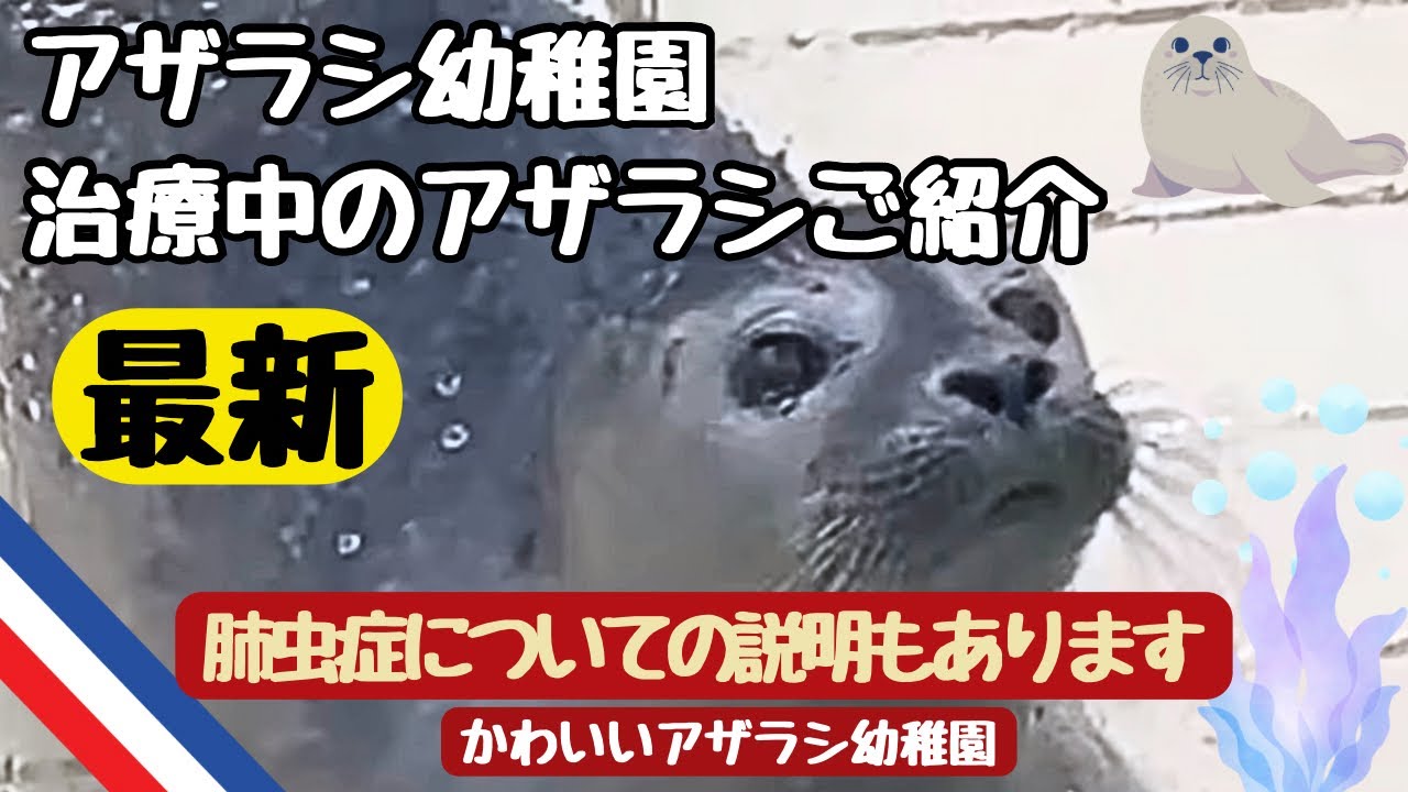 [かわいいアザラシ幼稚園]最新・治療中のアザラシさん可愛いまとめ（肺虫症感染ってどんなもの？）