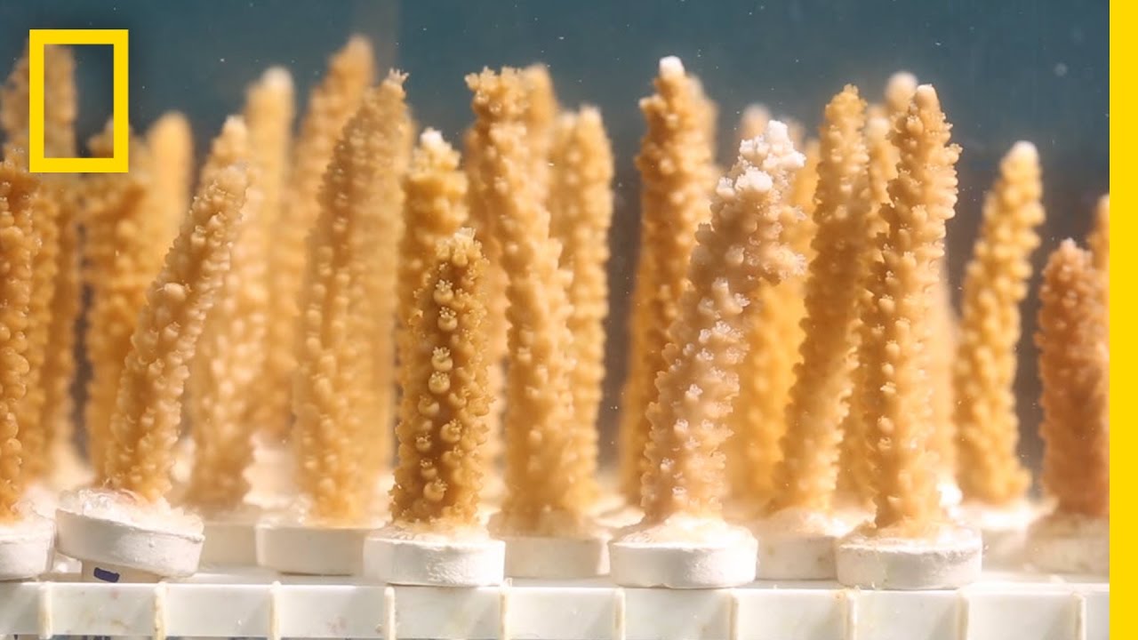 Miami's Choice: Bigger Ships or Coral Reefs? | National Geographic
