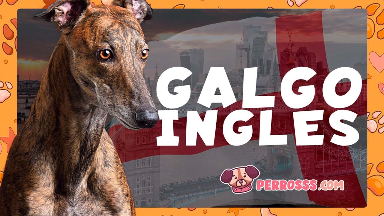 🐾 Galgo Inglés: Velocidad, Historia y Nobleza | Todo Sobre el Greyhound 🐕