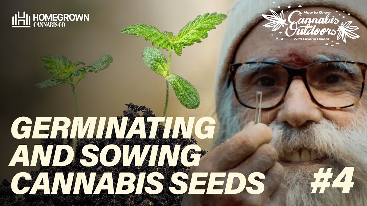 How to Germinate and Plant Cannabis Seeds the Swami Select Way | How To Grow Cannabis Outdoors EP4