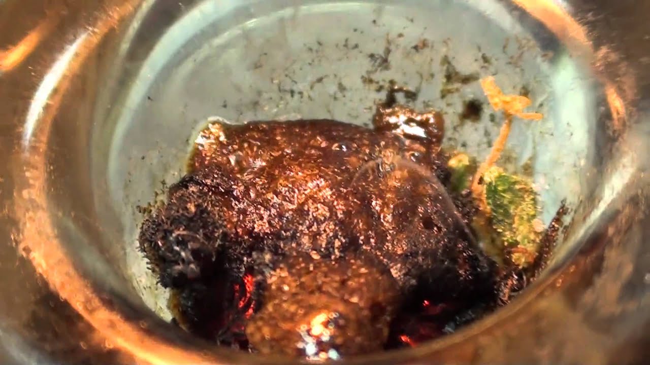 FULL MELT BUBBLE HASH MELT SHOT: BUBBA KUSH