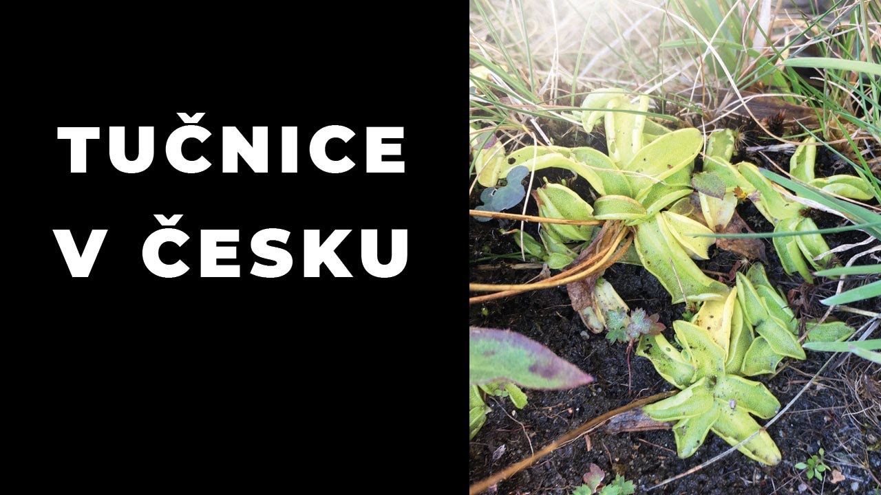 Našel jsem tučnice v Česku!