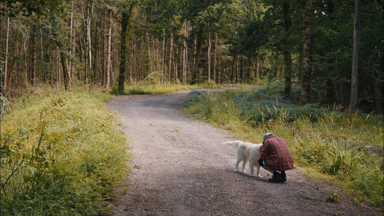 A Dog Walk In The Woods