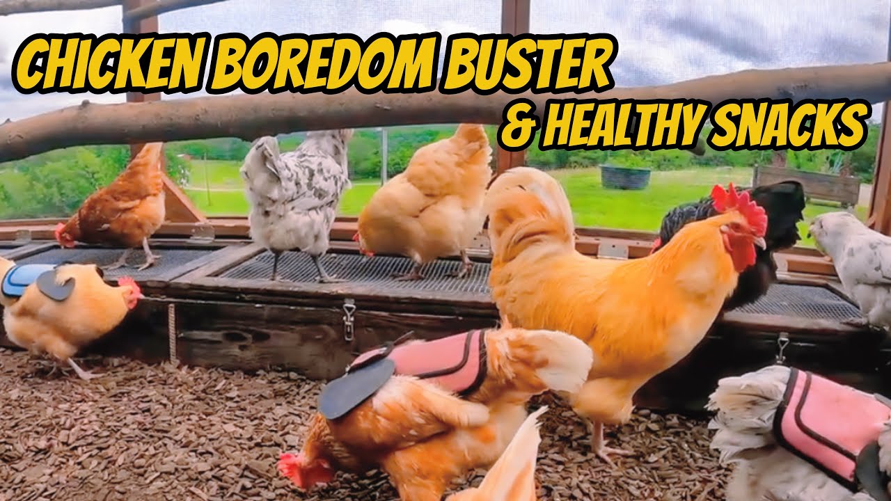 The Chicken Salad Bar: Growing Greens in Your Chicken Run!