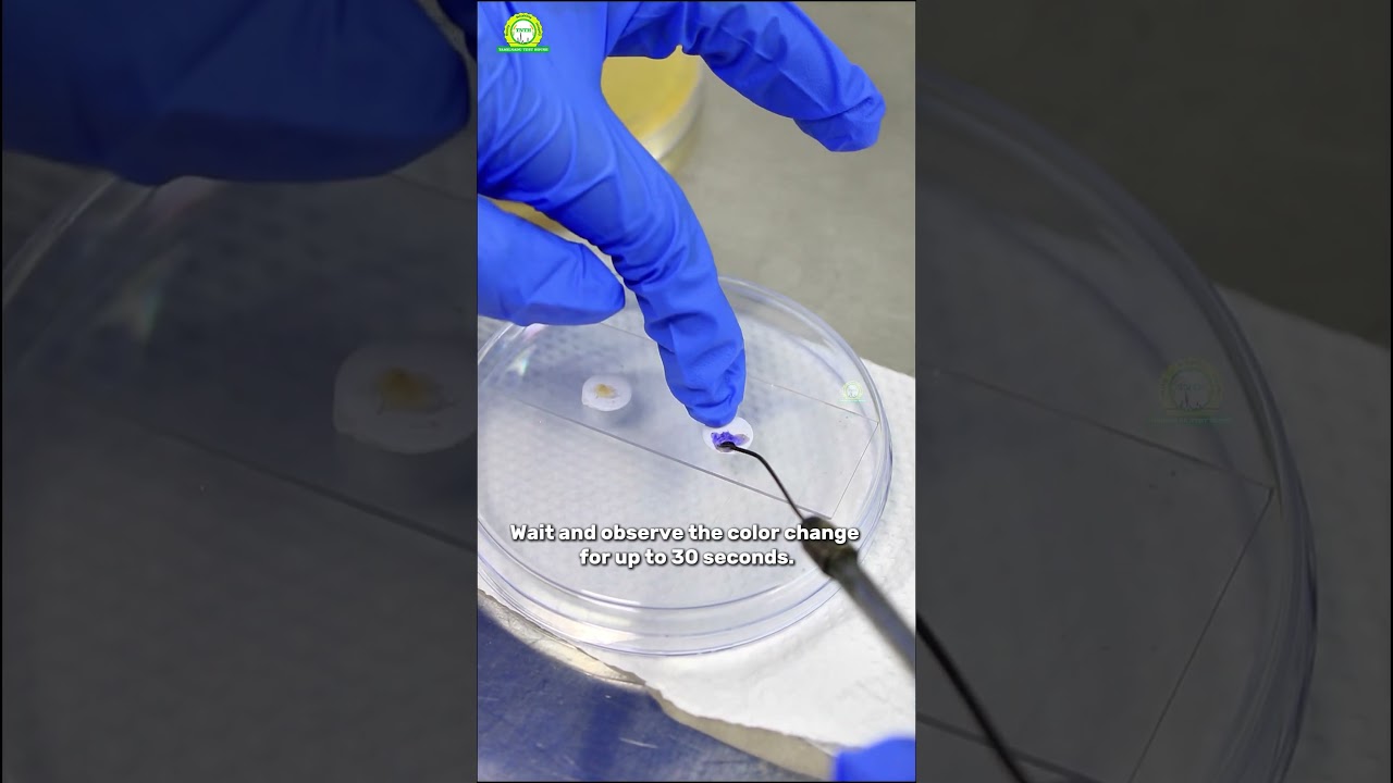 OXIDASE TEST FOR PSUEDOMONAS || OXIDASE POSITIVE BACTERIA | Science experiments | Chemistry |#shorts