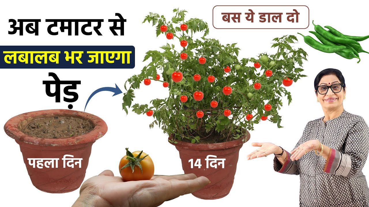 माली भी हैरान हो गया, टमाटर के पौधे की तेजी से बढ़ता हुआ देखकर, इस 1 सीक्रेट ट्रिक से | Tomato Plant