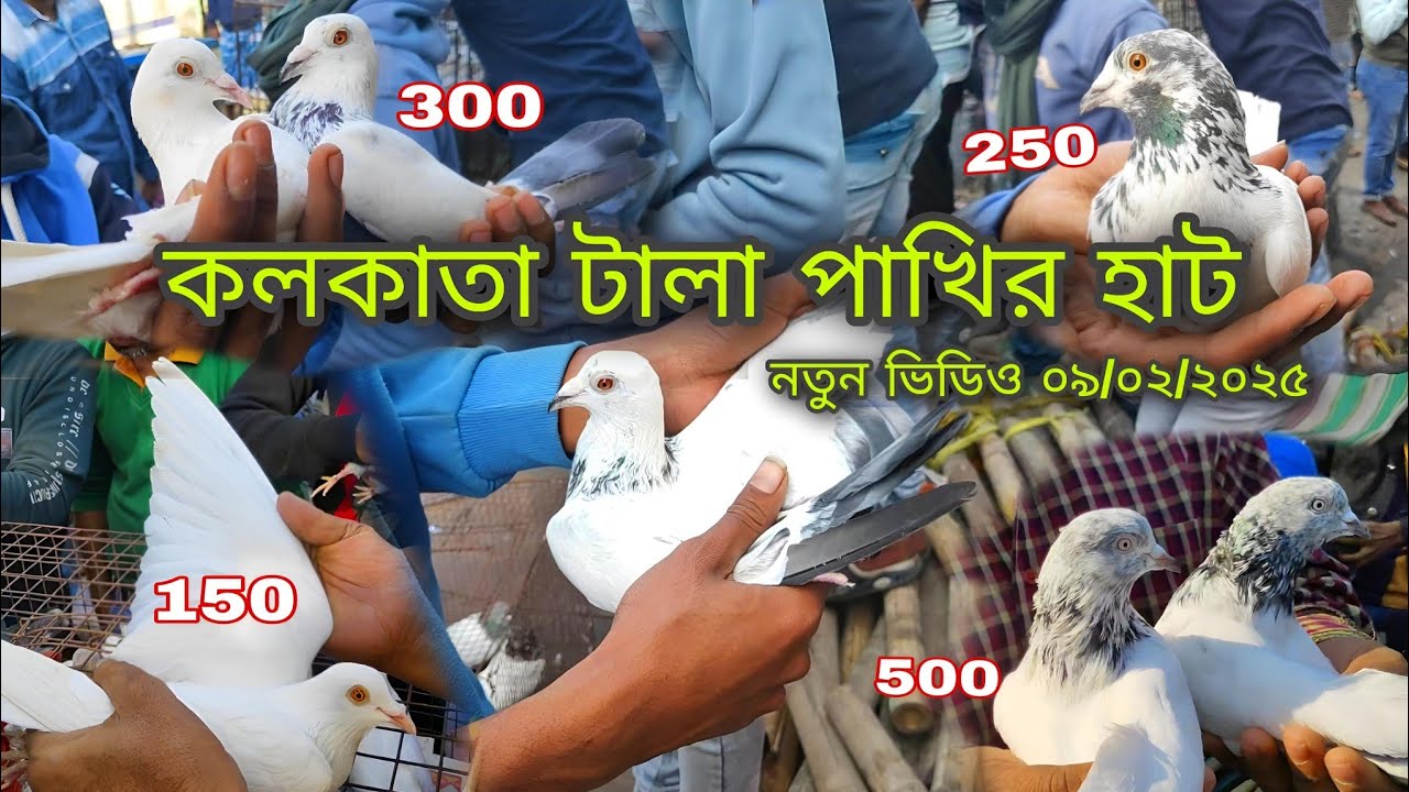 কলকাতা টালা পাখির হাটে নতুন পায়রা🕊️ High flyer pigeon kolkata sell🕊️Galiff street bird market today
