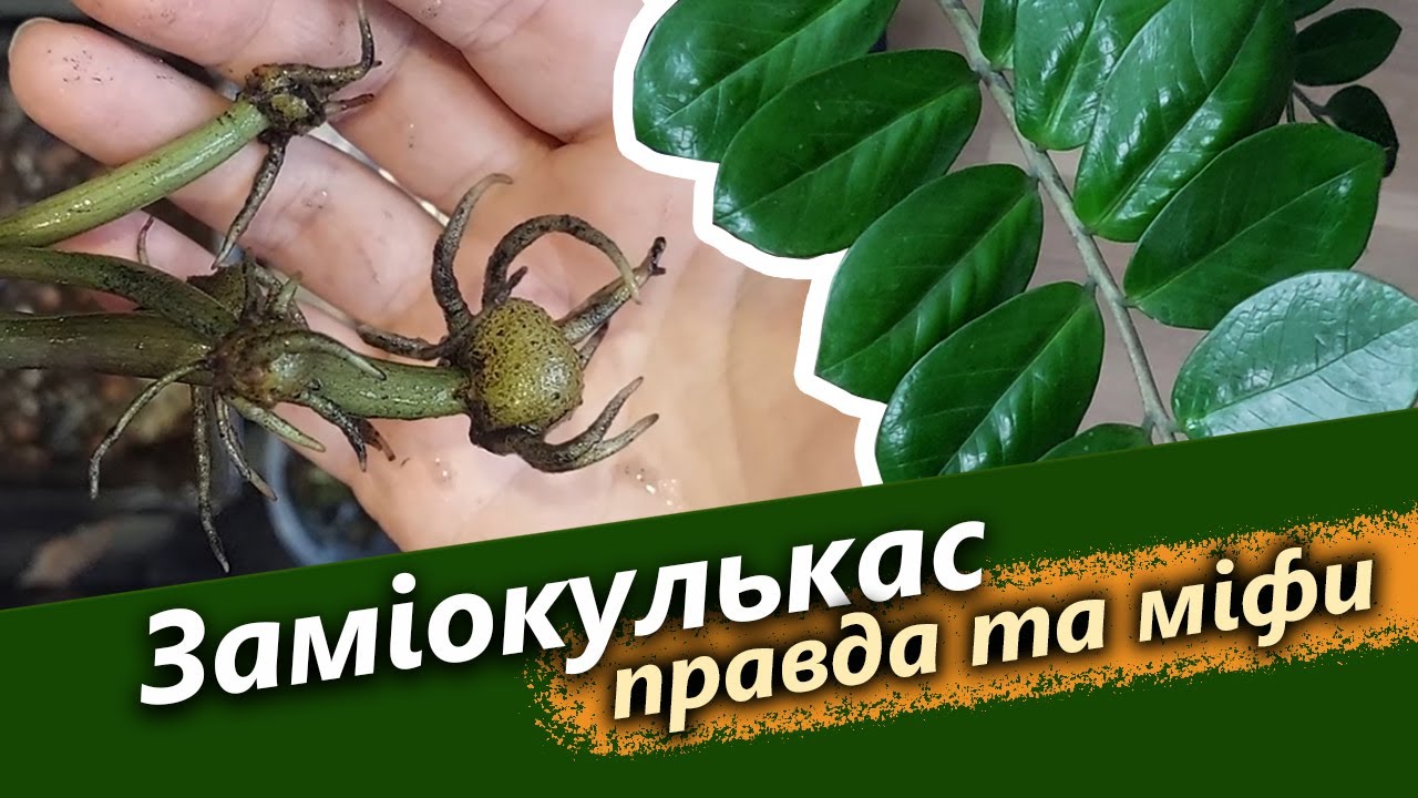 Руйнуємо міфи про заміокулькас | Що любить заміокулькас | Порятунок заміокулькаса - результат