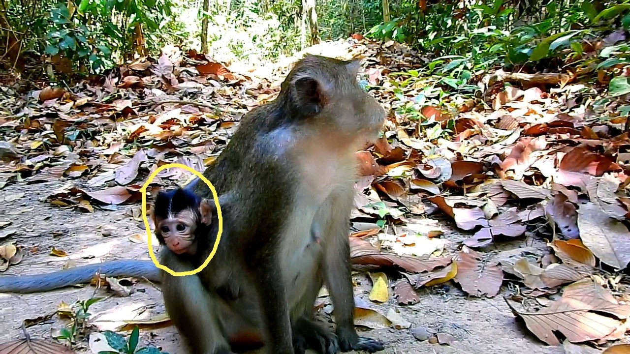 Why Baby Monkey Amina Hides Behind Her Mom When Loud Jungle Sounds Scare Her At Night in Dark Wilds!