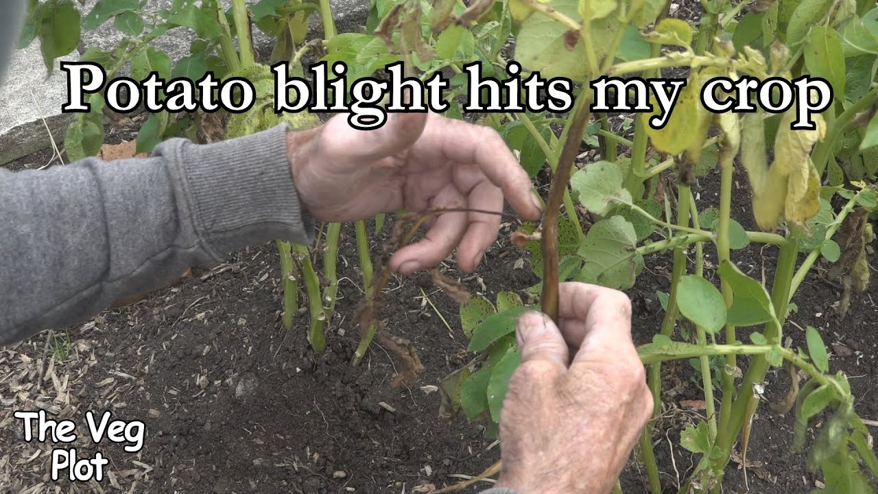 Potato blight arrives as I feared.