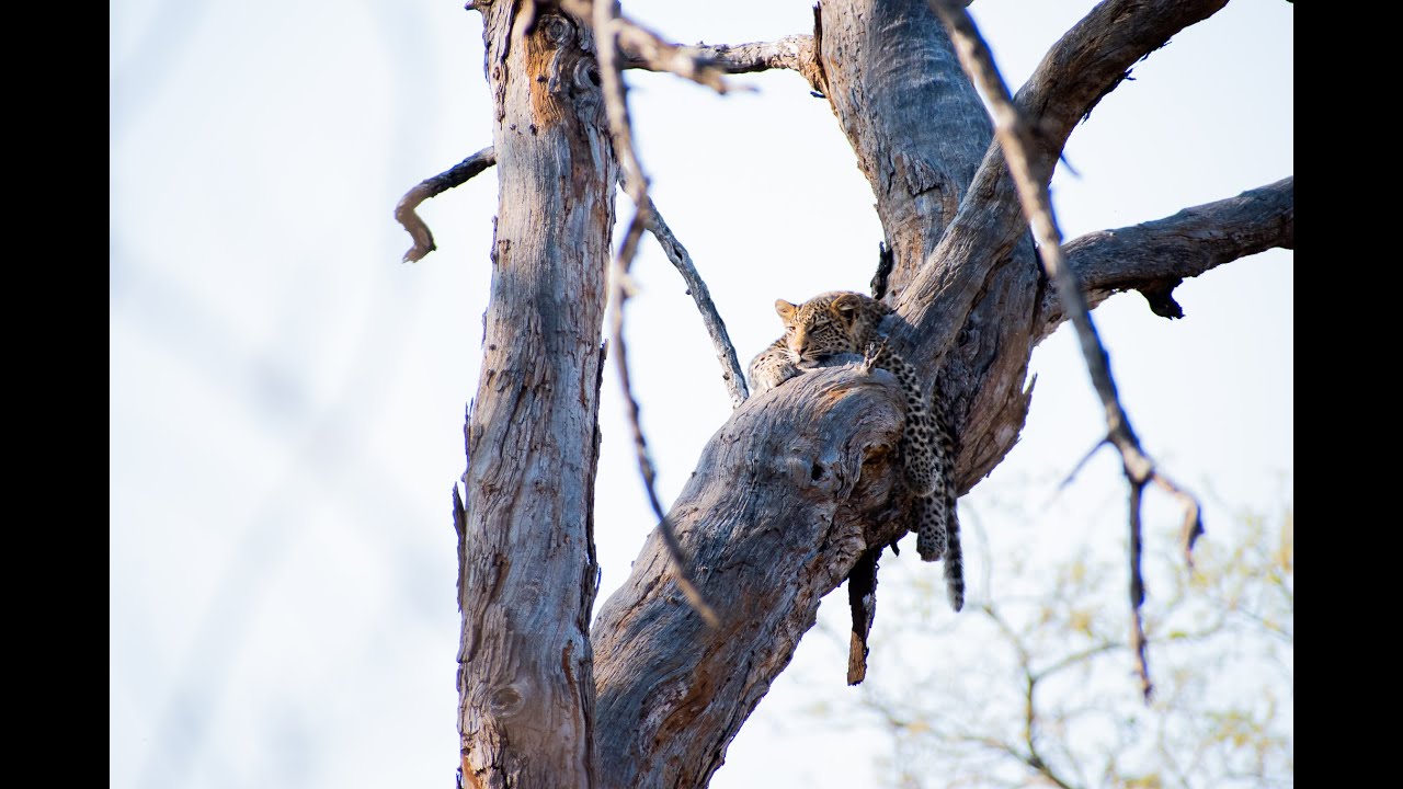 Camping in the Kruger National Park. Shingwedzi rest camp