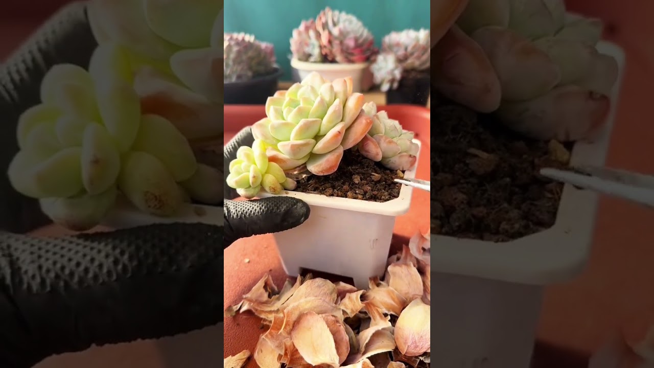Most Satisfying Succulent Grooming: Echeveria 'Peach Pride' 🍑✨ #asmr #plants​#echeveria #satisfying