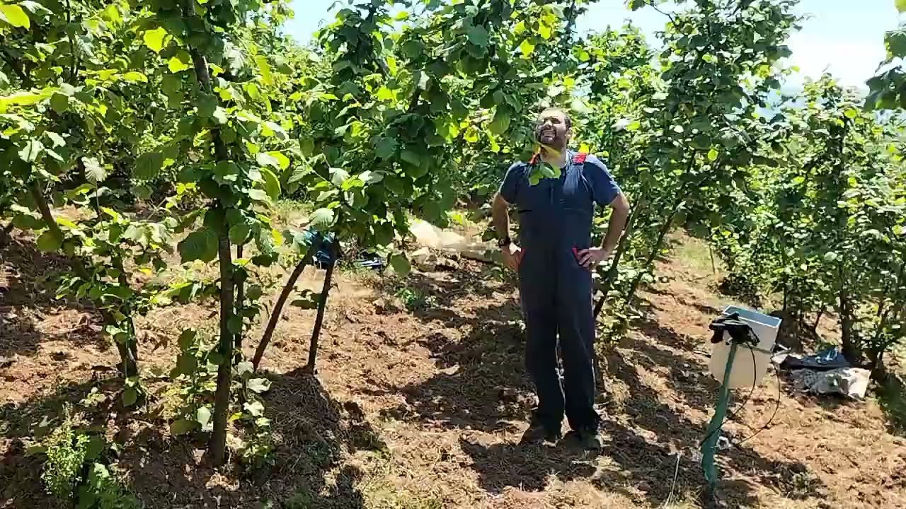Fındıkta sert tepe vurumu sonrası gelişme .Bilal &Ccedil;al&icirc;