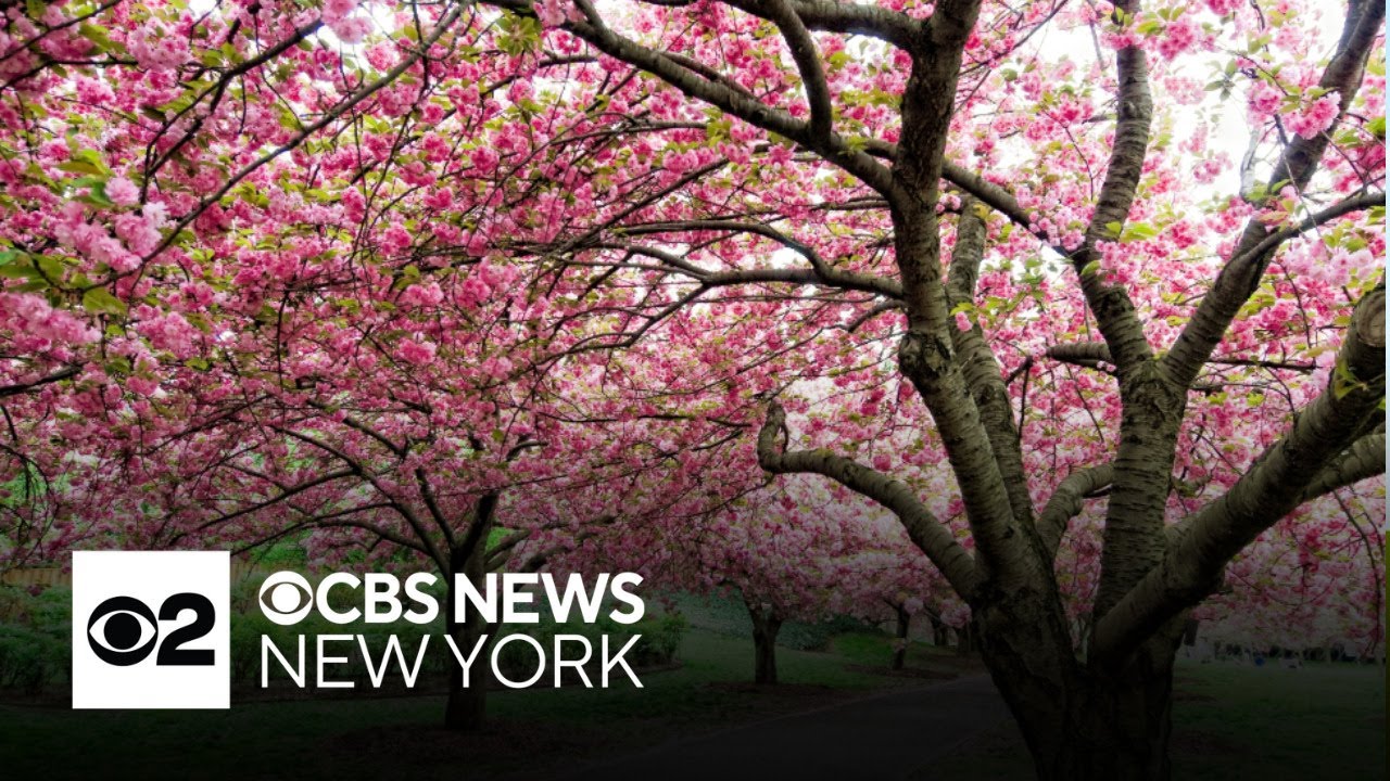 Cherry blossom season is finally here