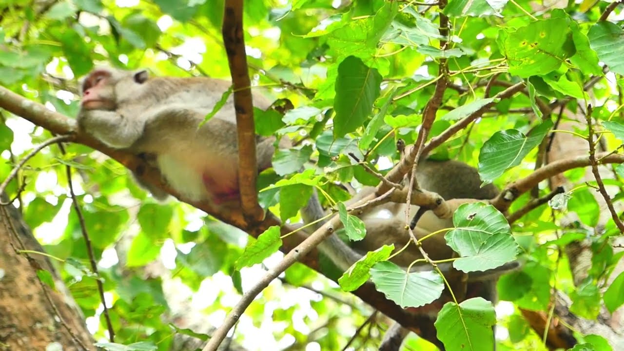 Jane monkey, Ready for sleep on Bayon tree, all of family come and relaxes, over no body bored her