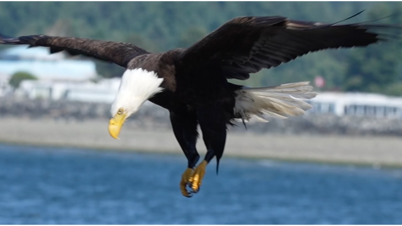 Majestic Bald Eagles! (Close Up!) #eagles #birds #eagle #wildlife #nature