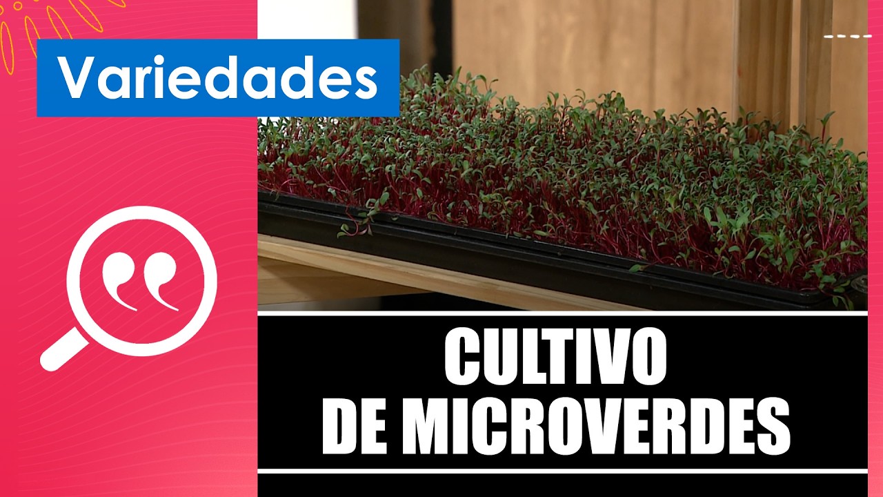 Cultive microverdes em casa com Hugo Garcia e Fernanda Evangelista – 24/02/26