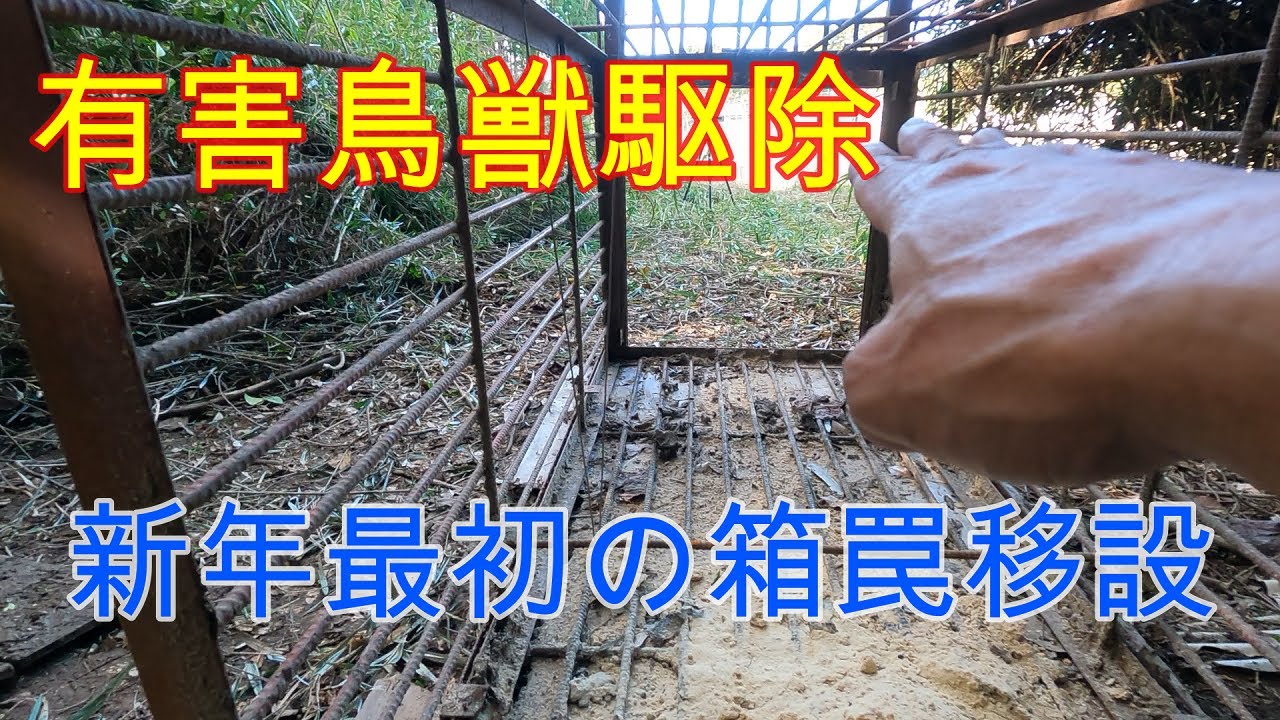 『有害鳥獣駆除』　新年最初のイノシシ箱罠の移設　仕掛け方