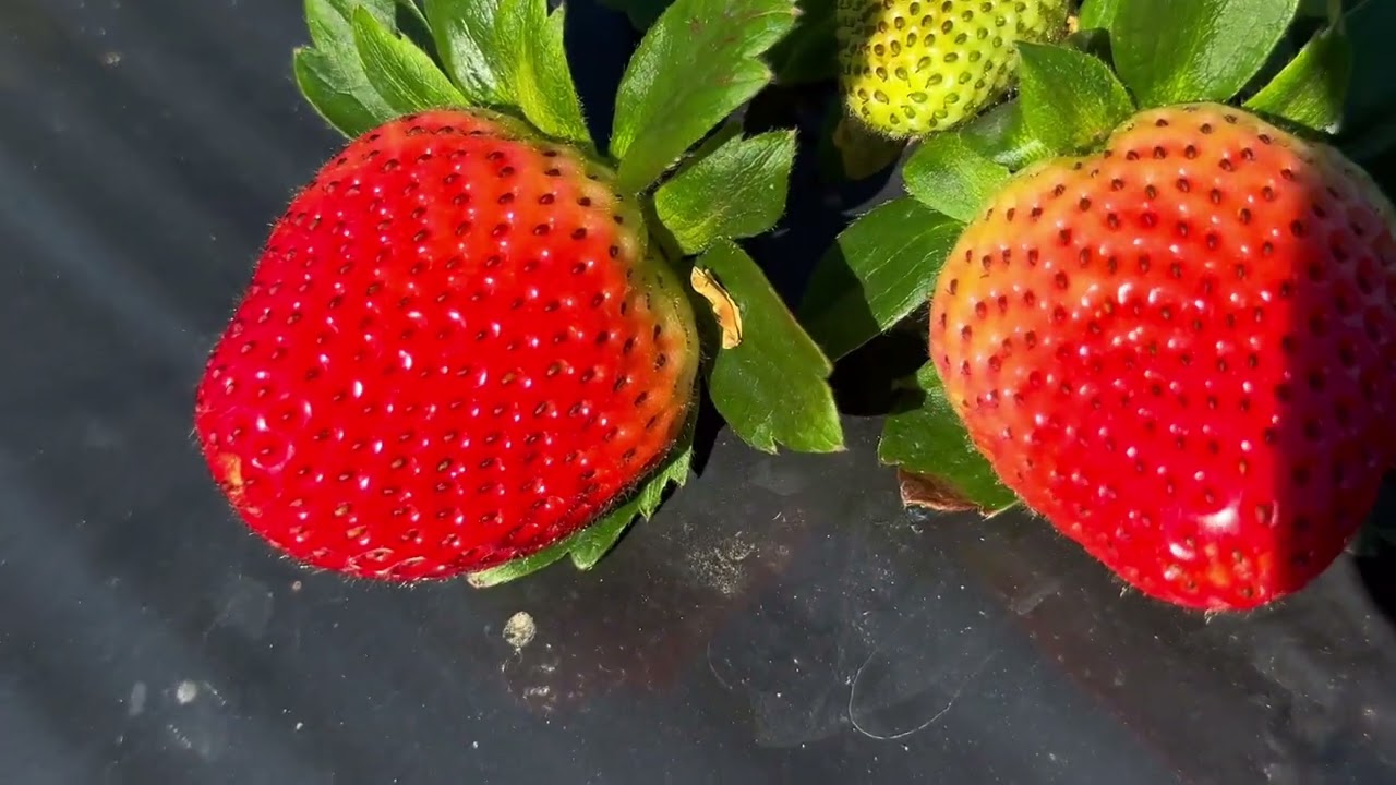 My First Strawberry Picking Experience 🍓  Chambers Flat Strawberry Farm, Australia