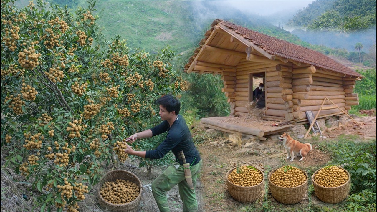 Ogr&oacute;d,Sadzenie orzeszk&oacute;w ziemnych,Gotowanie chacie bali.Zbi&oacute;r owoc&oacute;w longan sprzedaż rynku. Off Grid