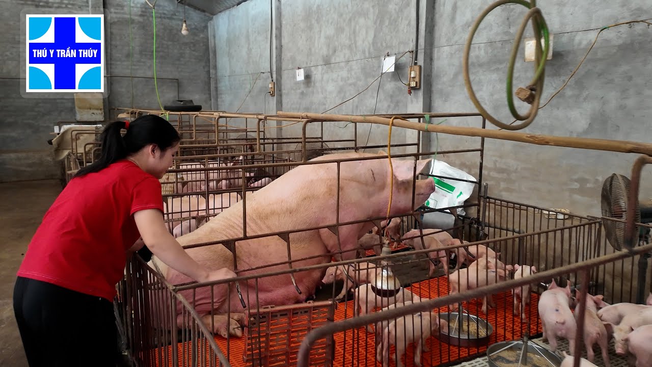 Vào lợn lúc này lãi hay lỗ?