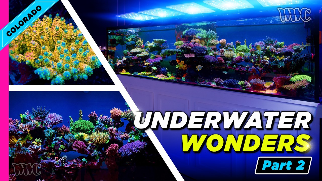 Inside a 10-Foot SPS Reef Tank | Acropora, Flow & Reef Keeping Secrets