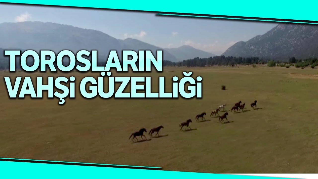 Antalya’da Özgürlüğün Sembolü 'Yılkı Atları'