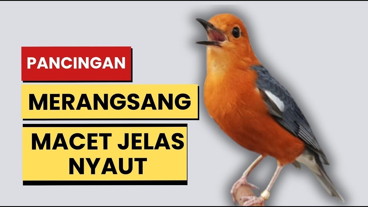 CEPAT RESPON! 1000% efektif buat pancingan Anis merah bisu macet total biar bunyi kembali | 15