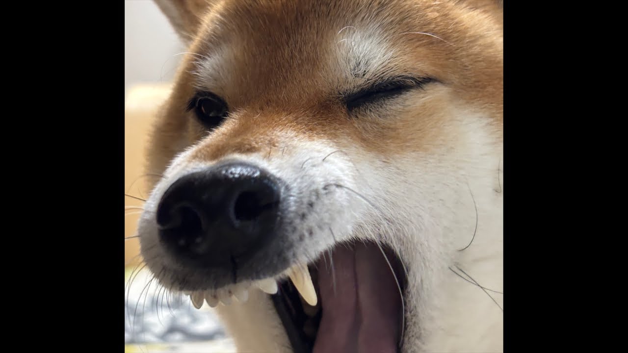 【LIVEアーカイブ】柴犬よもぎ雨中の夜さんぽ🐕☔️