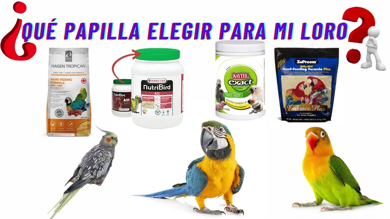 🐦🦜👉Papillas para loros , Cotorras ,Ninfas, Agapornis , &iquest; QUE PAPILLA DEVO DE DAR A MI LORO ?