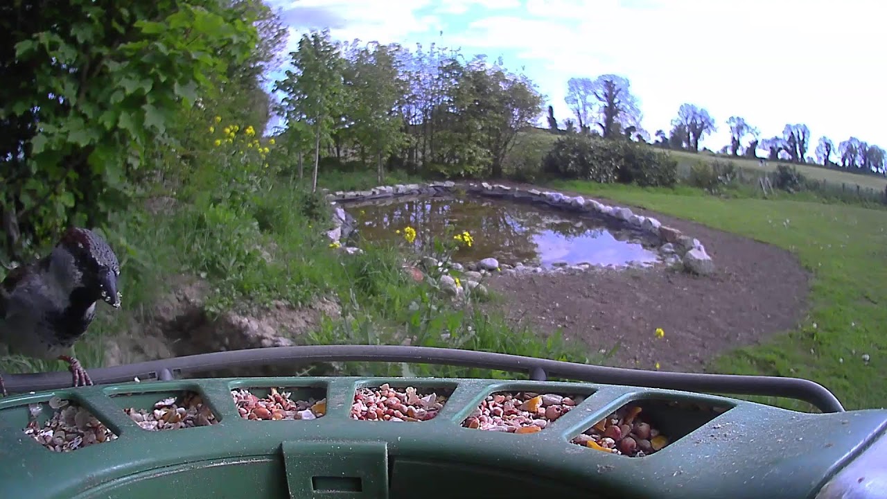 Carlow Weather Live Stream #BirdfyLive