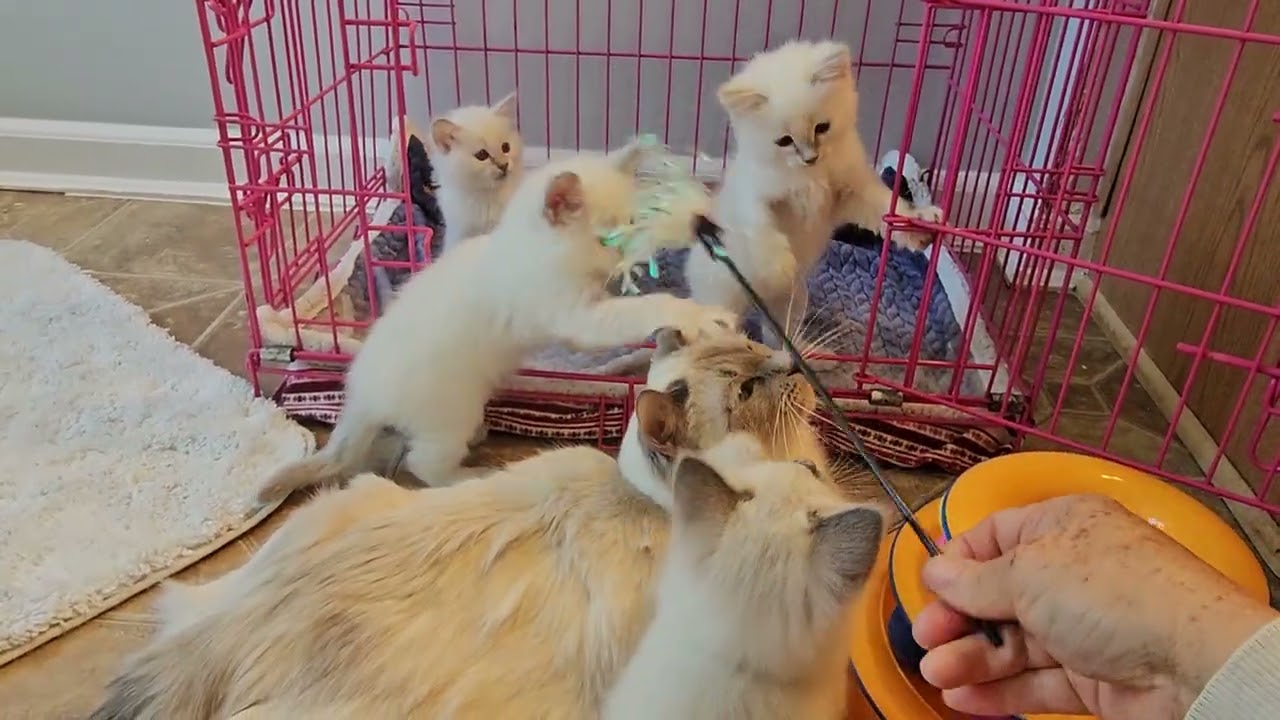 Provenance Cats second video