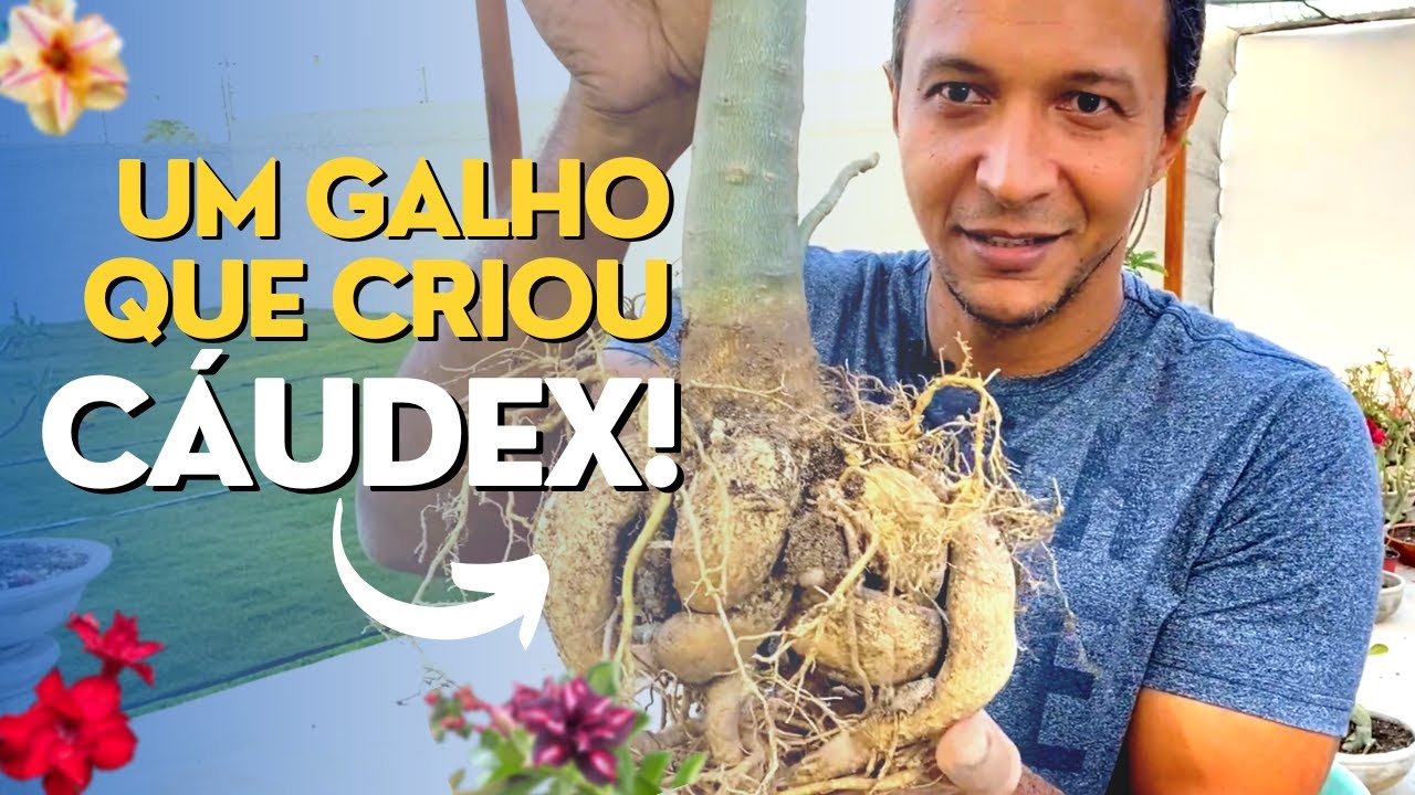 ESPETÁCULO DE CÁUDEX EM UMA ROSA DO DESERTO DE GALHO