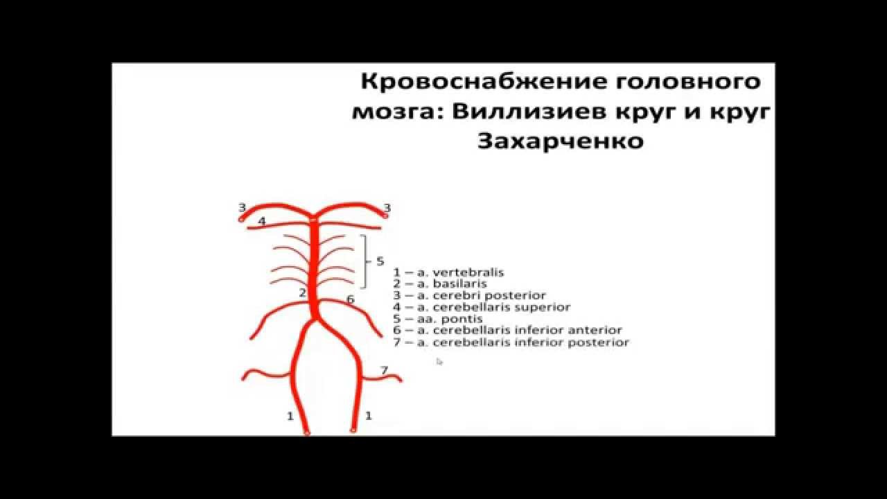 Кровоснабжение головного мозга.  Виллизиев круг