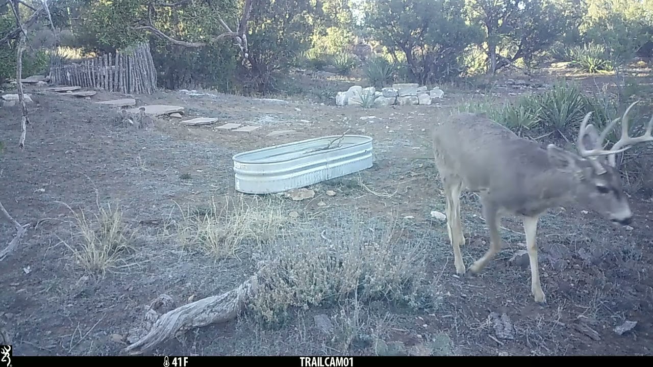 The Deer Show | March 2026 | Mule Deer | Rock Squirrel | Cute fawn doesn't like buck