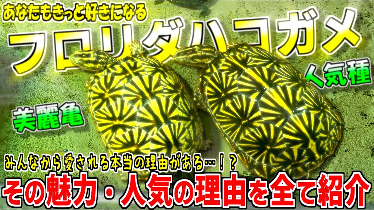 【必見！】フロリダハコガメの魅力を紹介！【みんなから愛される驚きの理由もこっそり解説します】